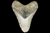 Fossil Megalodon Tooth - North Carolina #108961-1
